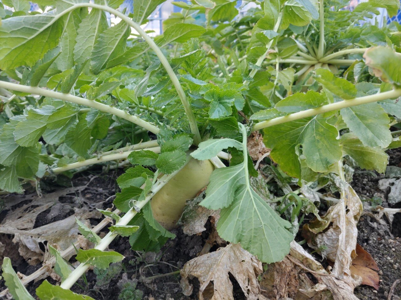 大根干葉の湯