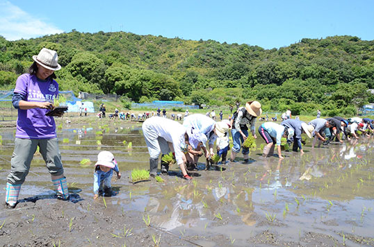 直島コメづくりプロジェクト連載 ―4<br>2017年のコメづくり「種もみが稲に育つまで」