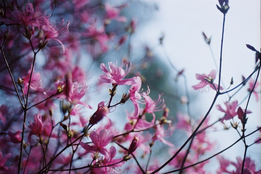 ベネッセハウス お客様の声(2021年2月~3月)