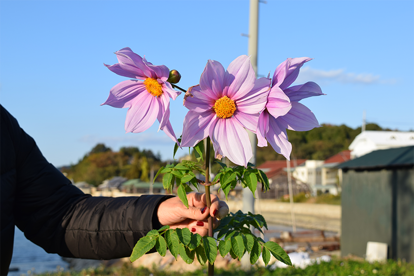 Flower